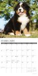 Bernese Mountain Puppies 2026 12 X 12 Wall Calendar