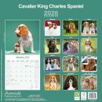 Cavalier King Charles Spaniel 2026 Calendar | Square Wall Calendar | Dog Breed Gift | Plastic Free Packaging | by Avonside Publishing