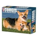 Willow Creek Press, Just Corgis 2026 Desk Calendar, 6.18'' X 5.43'', Daily Calendar with Adhesive Binding