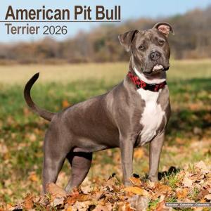 American Pit Bull Terrier 2026 Calendar | Square Wall Calendar | Dog Breed Gift | Plastic Free Packaging | by Avonside Publishing