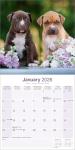 American Pit Bull Terrier 2026 Calendar | Square Wall Calendar | Dog Breed Gift | Plastic Free Packaging | by Avonside Publishing