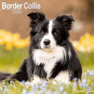 Border Collie 2026 Calendar | Square Wall Calendar | Dog Breed Gift | Plastic Free Packaging | by Avonside Publishing
