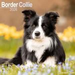 Border Collie 2026 Calendar | Square Wall Calendar | Dog Breed Gift | Plastic Free Packaging | by Avonside Publishing