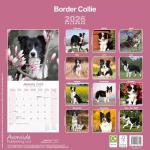Border Collie 2026 Calendar | Square Wall Calendar | Dog Breed Gift | Plastic Free Packaging | by Avonside Publishing