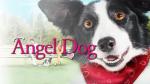 Angel Dog
