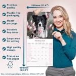 Border Collie 2026 Calendar | Square Wall Calendar | Dog Breed Gift | Plastic Free Packaging | by Avonside Publishing