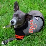 Chicago Bears Hoodie for Dogs and Cats