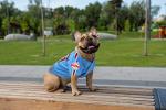 Philadelphia Phillies Vintage Jersey for Dogs & Cats