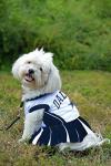 Dallas Cowboys Pet Dress for Rescue Dogs