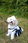 Dallas Cowboys Pet Dress for Rescue Dogs