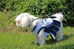 Dallas Cowboys Pet Dress for Rescue Dogs