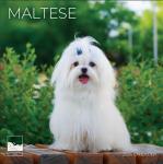 Dog Photography Wall Calendar 2026 – Rescue Dogs