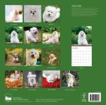 Dog Photography Wall Calendar 2026 – Rescue Dogs