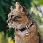 Milwaukee Brewers Adjustable Cat Collar with Bell