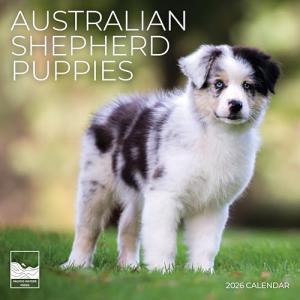 Adorable Australian Shepherd Puppy 2026 Wall Calendar