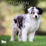 Adorable Australian Shepherd Puppy 2026 Wall Calendar