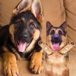 Funny German Shepherd Hand Towels - Perfect Gifts