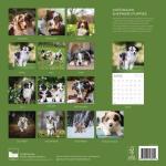 Adorable Australian Shepherd Puppy 2026 Wall Calendar