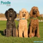 Poodle 2026 Wall Calendar for Dog Lovers