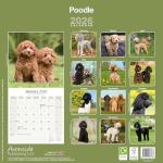 Poodle 2026 Wall Calendar for Dog Lovers