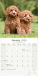 Poodle 2026 Wall Calendar for Dog Lovers