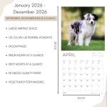 Adorable Australian Shepherd Puppy 2026 Wall Calendar