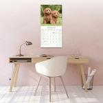 Poodle 2026 Wall Calendar for Dog Lovers
