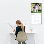 Adorable Australian Shepherd Puppy 2026 Wall Calendar