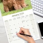 Poodle 2026 Wall Calendar for Dog Lovers