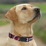 New England Patriots Dog Collar for Fans