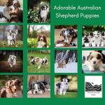 Adorable Australian Shepherd Puppy 2026 Wall Calendar