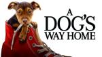 Homeward Bound: A Dog's Journey