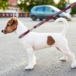 New England Patriots Dog Collar for Fans