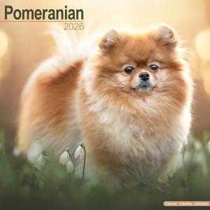 Pomeranian 2026 Wall Calendar for Dog Lovers