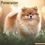 Pomeranian 2026 Wall Calendar for Dog Lovers