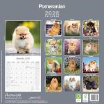 Pomeranian 2026 Wall Calendar for Dog Lovers