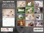 Maltese 2026 Wall Calendar for Dog Lovers