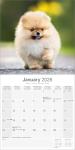 Pomeranian 2026 Wall Calendar for Dog Lovers
