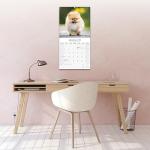 Pomeranian 2026 Wall Calendar for Dog Lovers