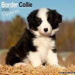 Border Collie Puppies 2026 Wall Calendar