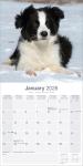 Border Collie Puppies 2026 Wall Calendar