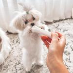 Puppy Starter Kit: Chew Toys & Treats