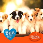 Natural Chicken & Rice Chew Treats for Puppies