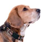 Florida State Seminoles Dog Collar for Pets