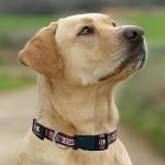 Florida State Seminoles Dog Collar for Pets