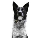 Missouri Tigers Pet Ball Launcher by Littlearth