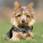 Seattle Seahawks NFL Dog Collar - Small and Strong