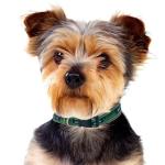 Seattle Seahawks NFL Dog Collar - Small and Strong