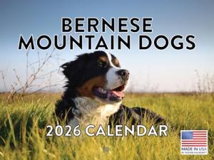 2026 Bernese Mountain Dog Monthly Wall Calendar