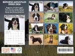 2026 Bernese Mountain Dog Monthly Wall Calendar